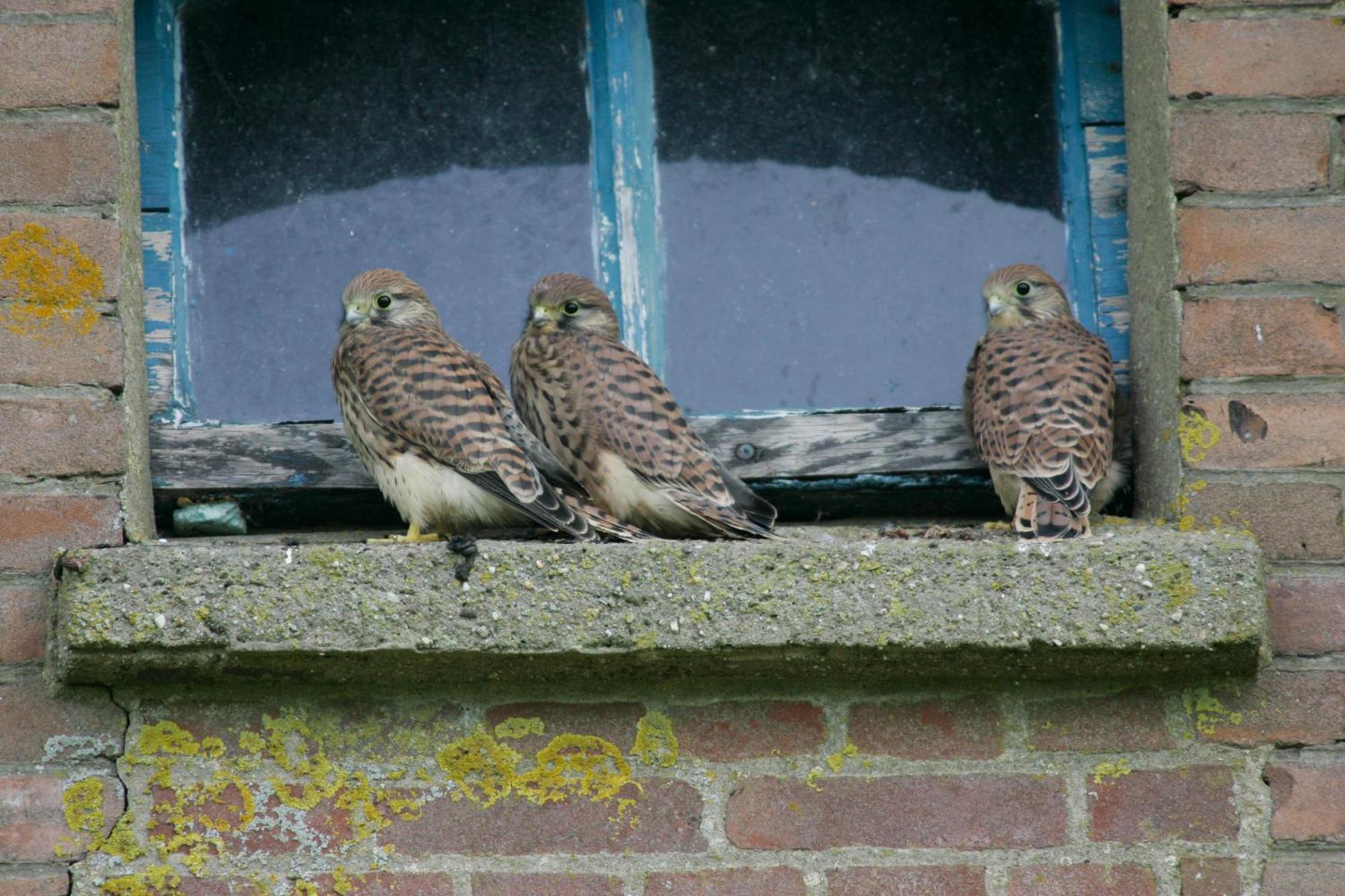 De Zeeuwsche Hoeve Kerkwerve Exteriör bild