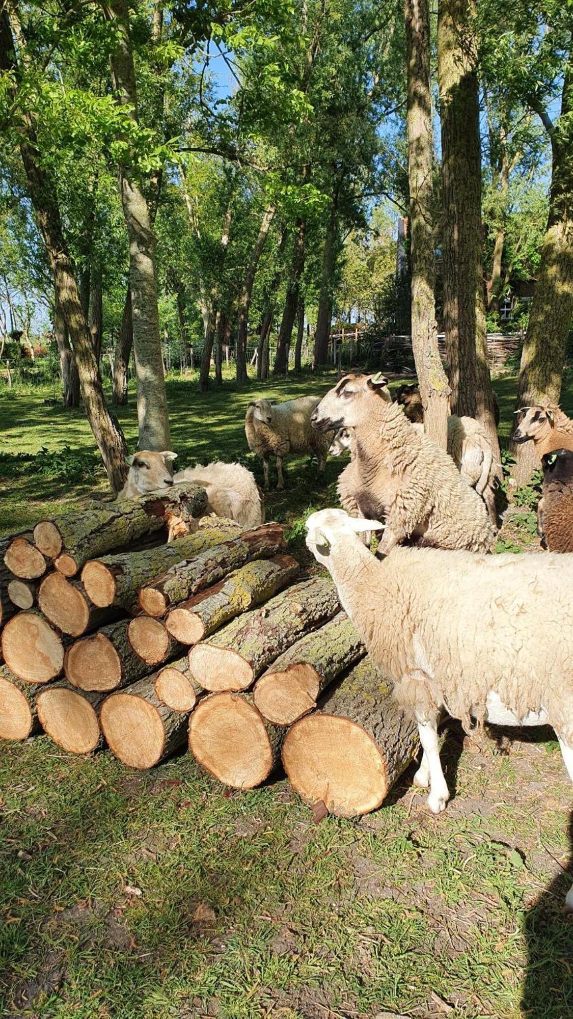 De Zeeuwsche Hoeve Kerkwerve Exteriör bild