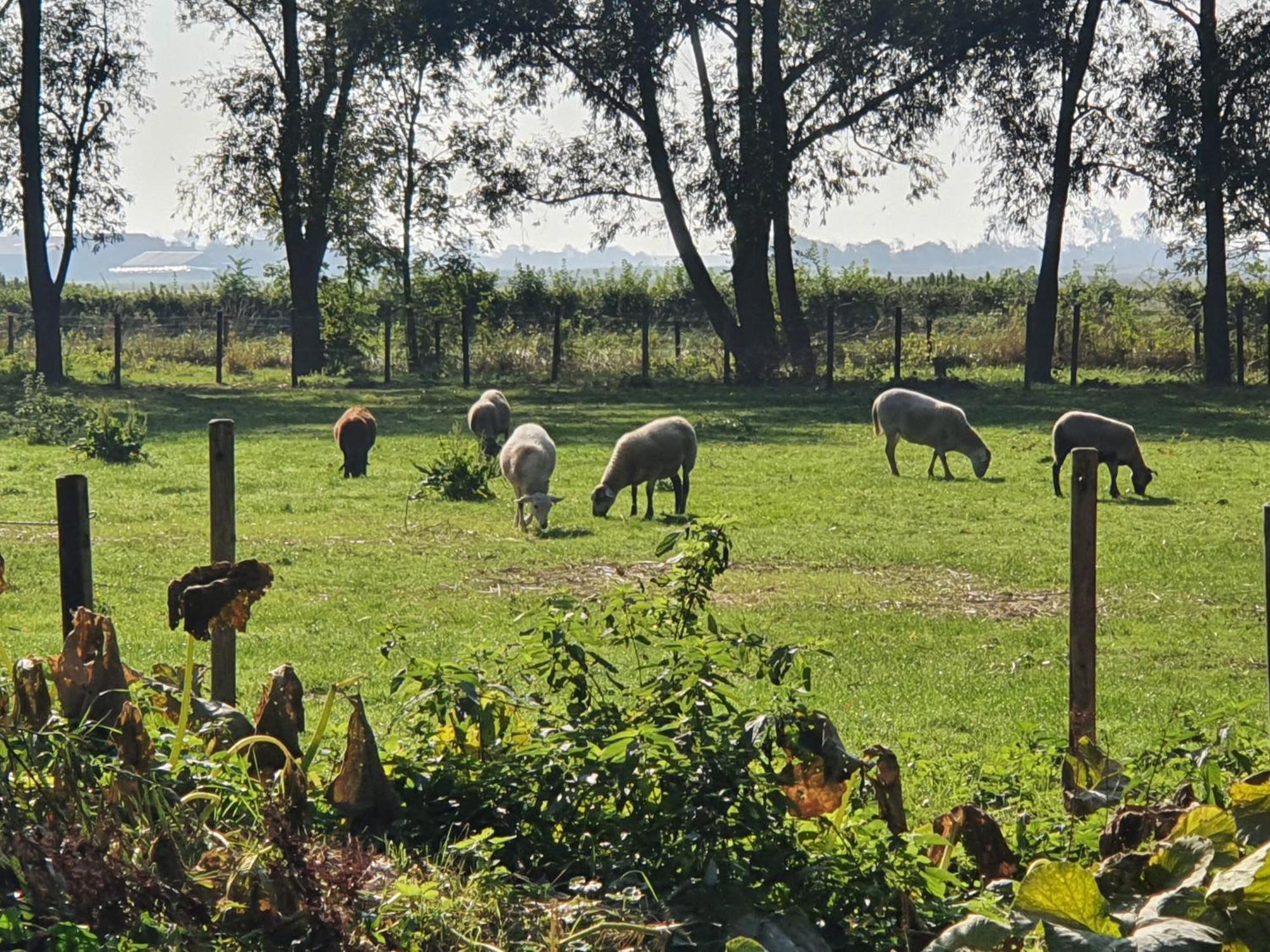 De Zeeuwsche Hoeve Kerkwerve Exteriör bild